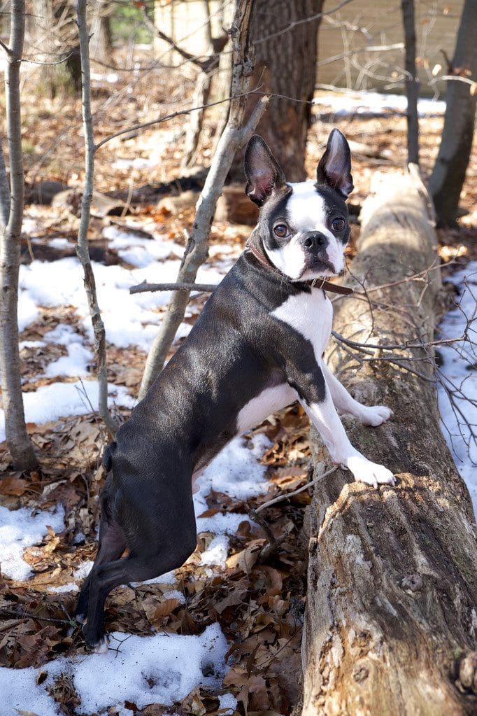 Boston Terrier in snow