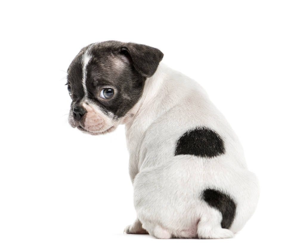 Boston Terrier puppy looking back