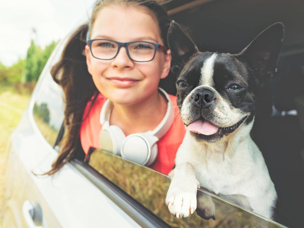 Girl and dog - boston terrier - looking out the open car window