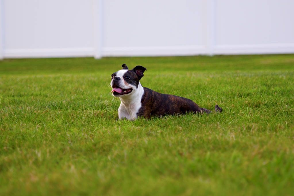 Happy Boston Terrier in Grass