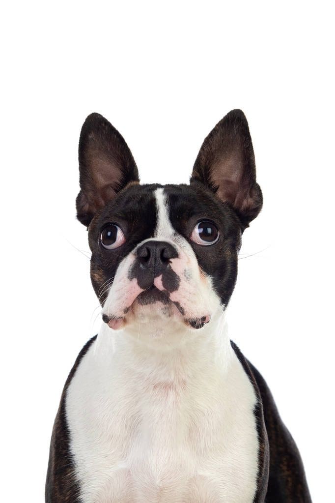 Portrait in Studio of a cute boston terrier isolated on a white background