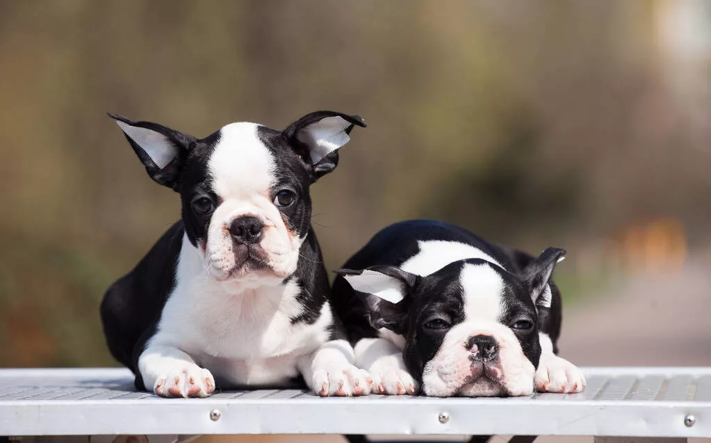 Boston Terrier Pups with Ear Tape