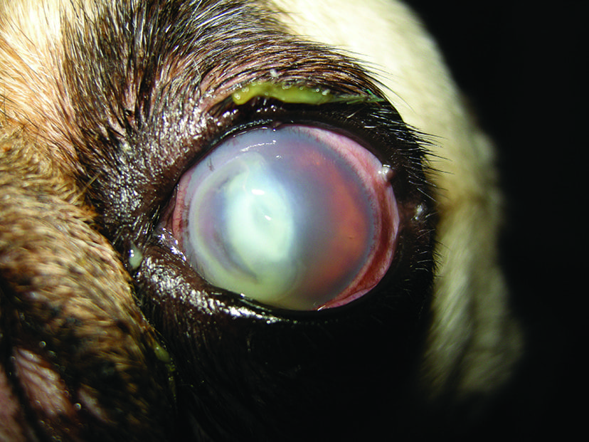 Boston Terrier with Corneal ulcer