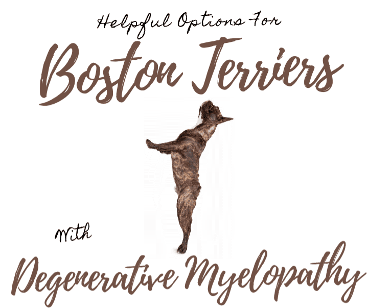 Helpful Options for Boston Terriers With Degenerative Myelopathy