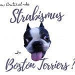 Understanding Corneal Ulcers in Boston Terriers: Causes, Symptoms, and 7 Effective Treatments