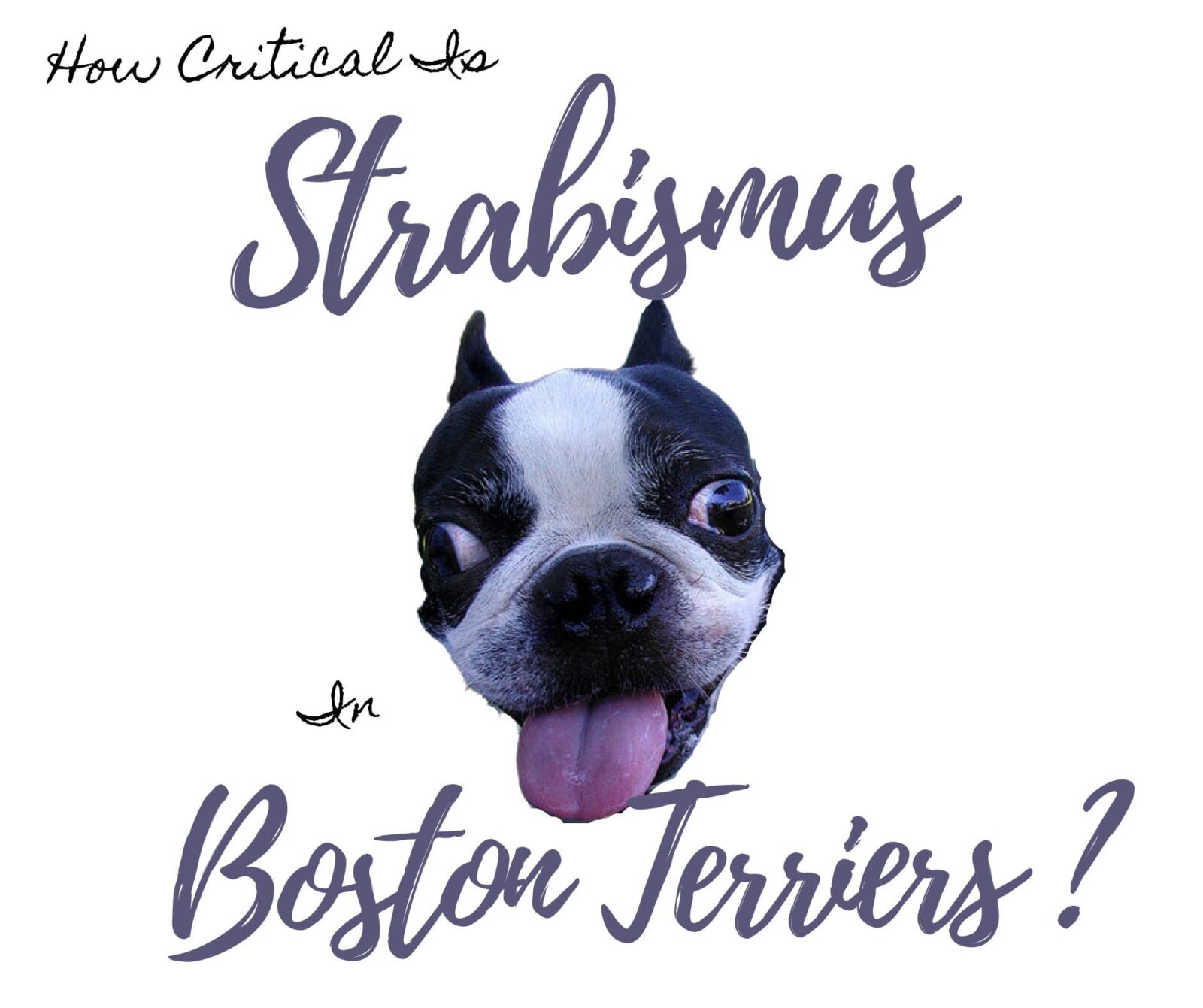 How Critical is Strabismus in Boston Terriers?