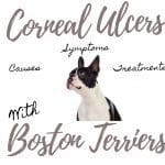 Why is My Boston Terrier’s Eye Popping Out or Bulging? (Proptosis) 4 Important Steps to Take Immediately