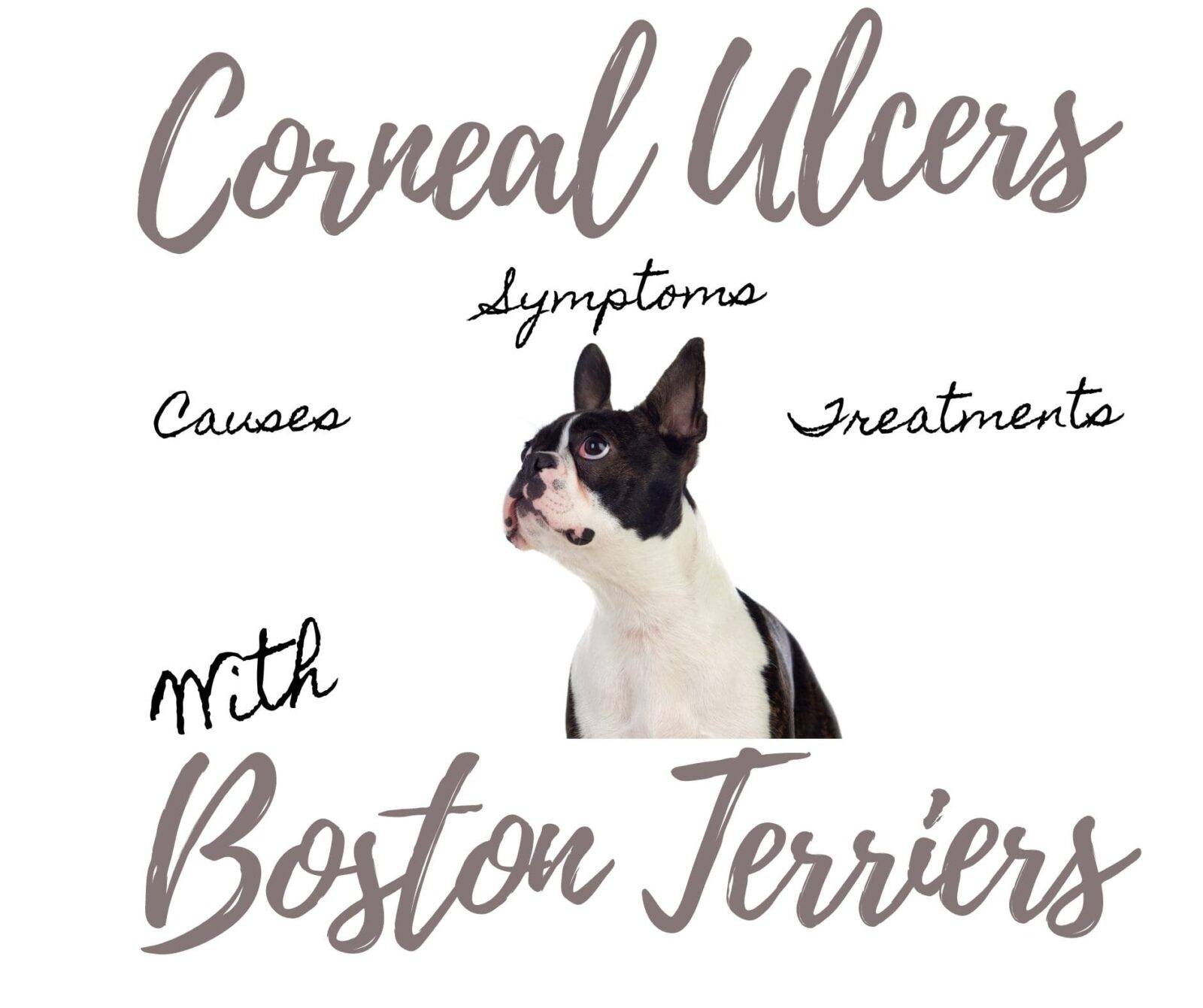 Corneal Ulcers in Boston Terriers: Causes, symptoms, Treatment