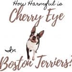 Cataracts in Boston Terriers: 11 Important Questions When Considering Treatment Options