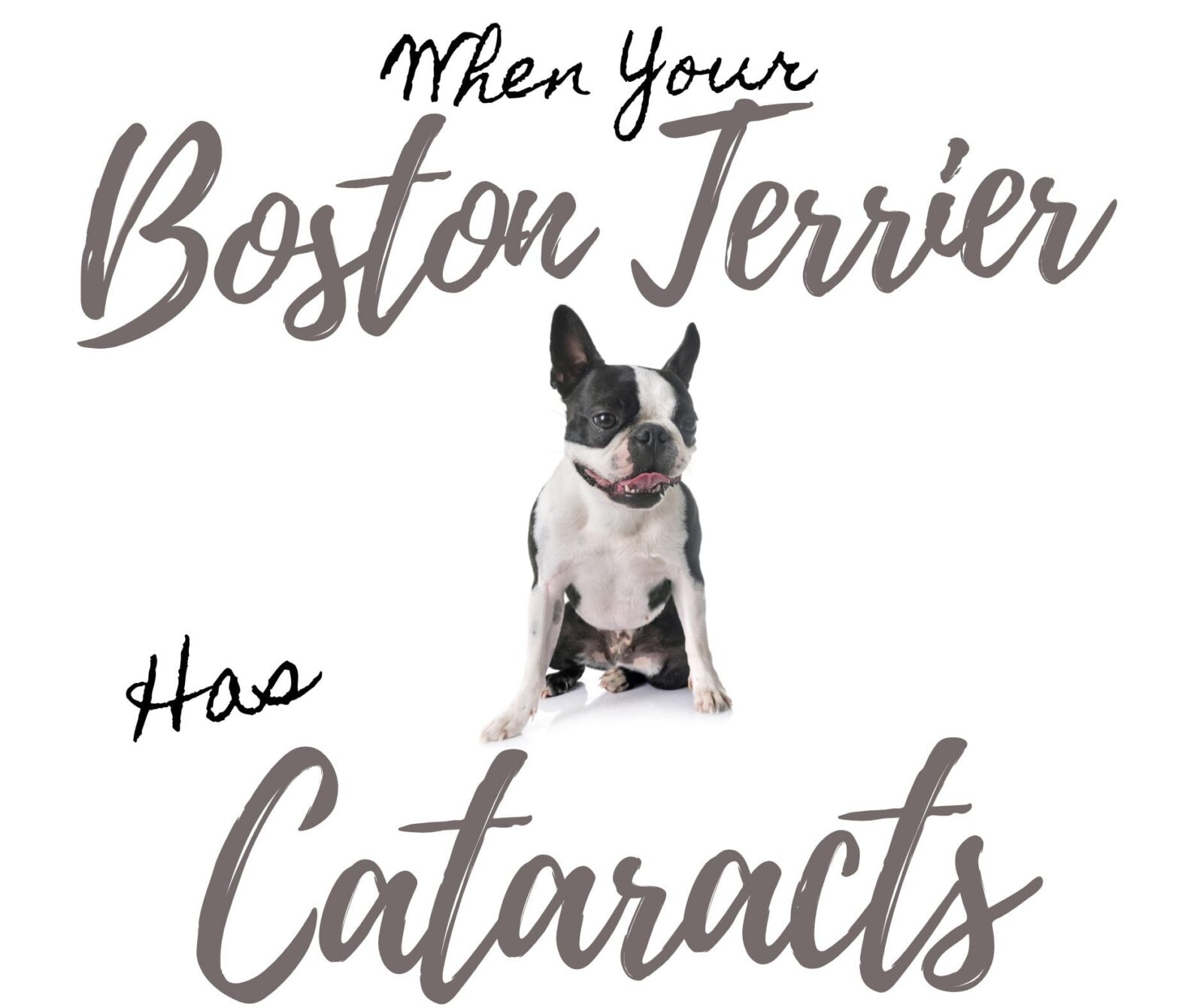 Cataracts in Boston Terriers: 11 Important Questions When Considering Treatment Options