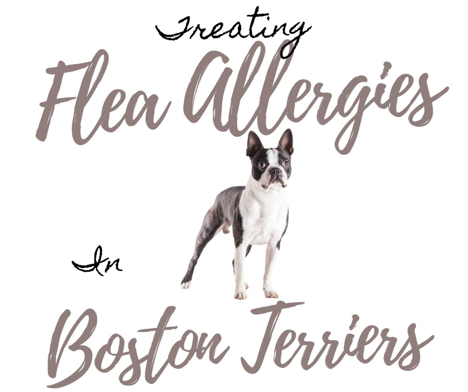 Treating Agonizing Flea Allergy Dermatitis in Boston Terriers: 5 Symptoms & Actions to Take