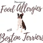 Environmental Allergies (Atopy) in Boston Terriers: 7 Symptoms to Absolutely Watch For