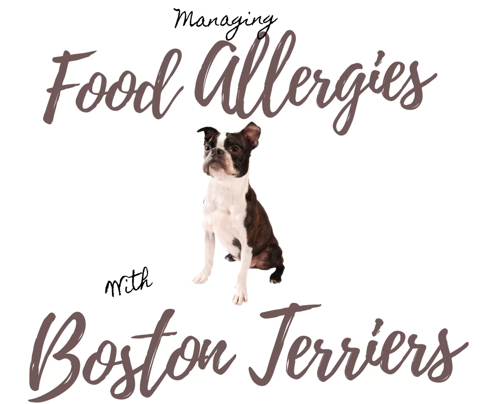 Managing Food Allergies in Boston Terriers: 4 Actionable Ways to Help