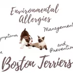 Managing Food Allergies in Boston Terriers: 4 Actionable Ways to Help