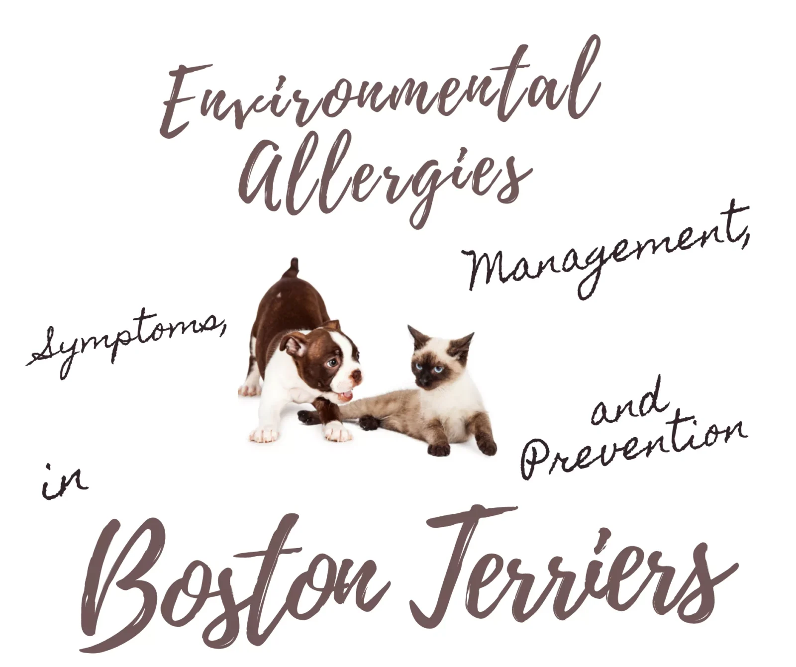 Environmental Allergies (Atopy) in Boston Terriers: 7 Symptoms to Watch, Management, and Prevention