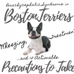 Environmental Allergies (Atopy) in Boston Terriers: 7 Symptoms to Absolutely Watch For