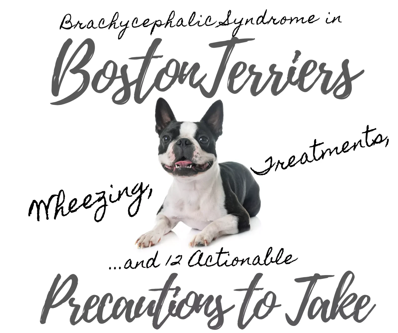 Brachycephalic Syndrome in Boston Terriers: Wheezing, Treatment and 12 Actionable Precautions to Take