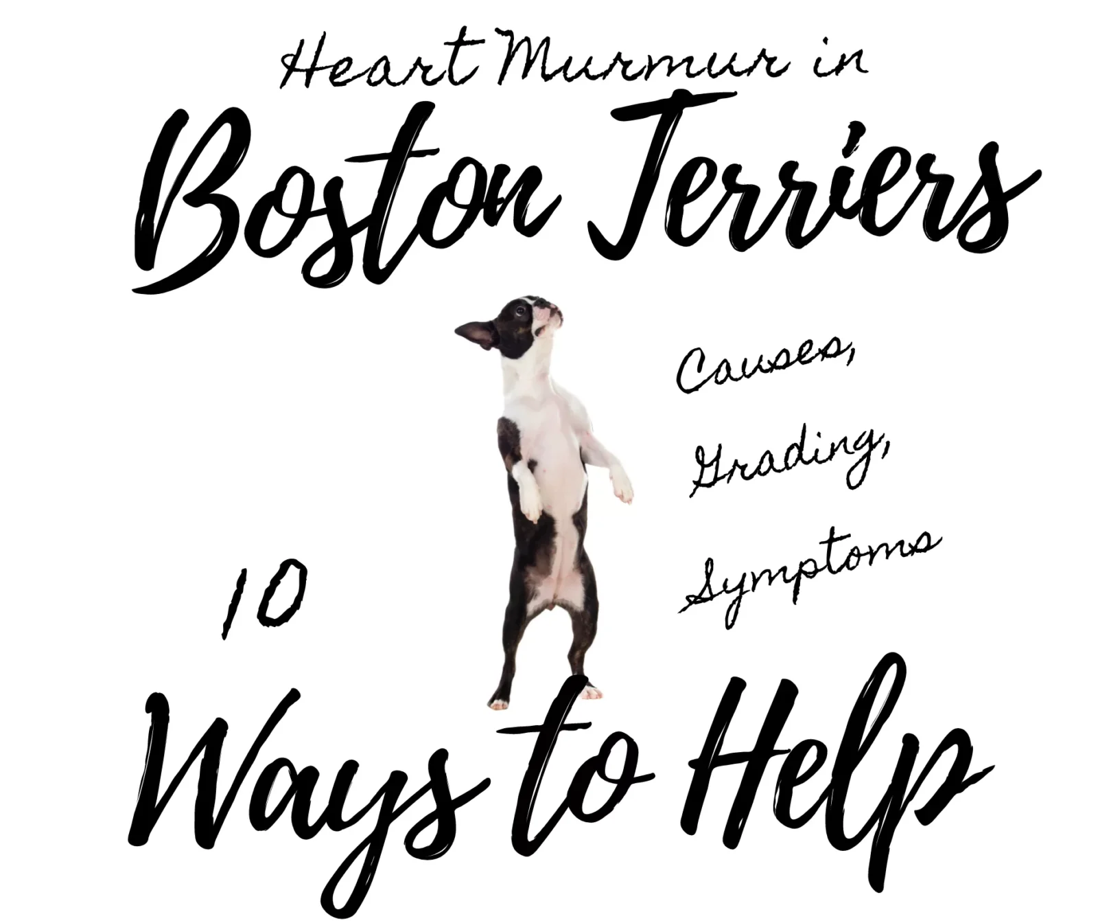 Heart Murmurs in Boston Terriers - Causes, Grading, Symptoms: 10 Ways to Help