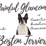 How Common is Deafness and Hearing Loss in Boston Terriers? 10 Essential Questions & Answers