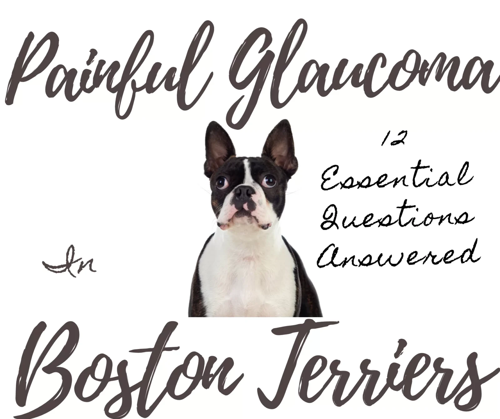 Painful Glaucoma in Boston Terriers: 12 Essential Questions Answered