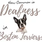 Painful Glaucoma in Boston Terriers: 12 Essential Questions Answered