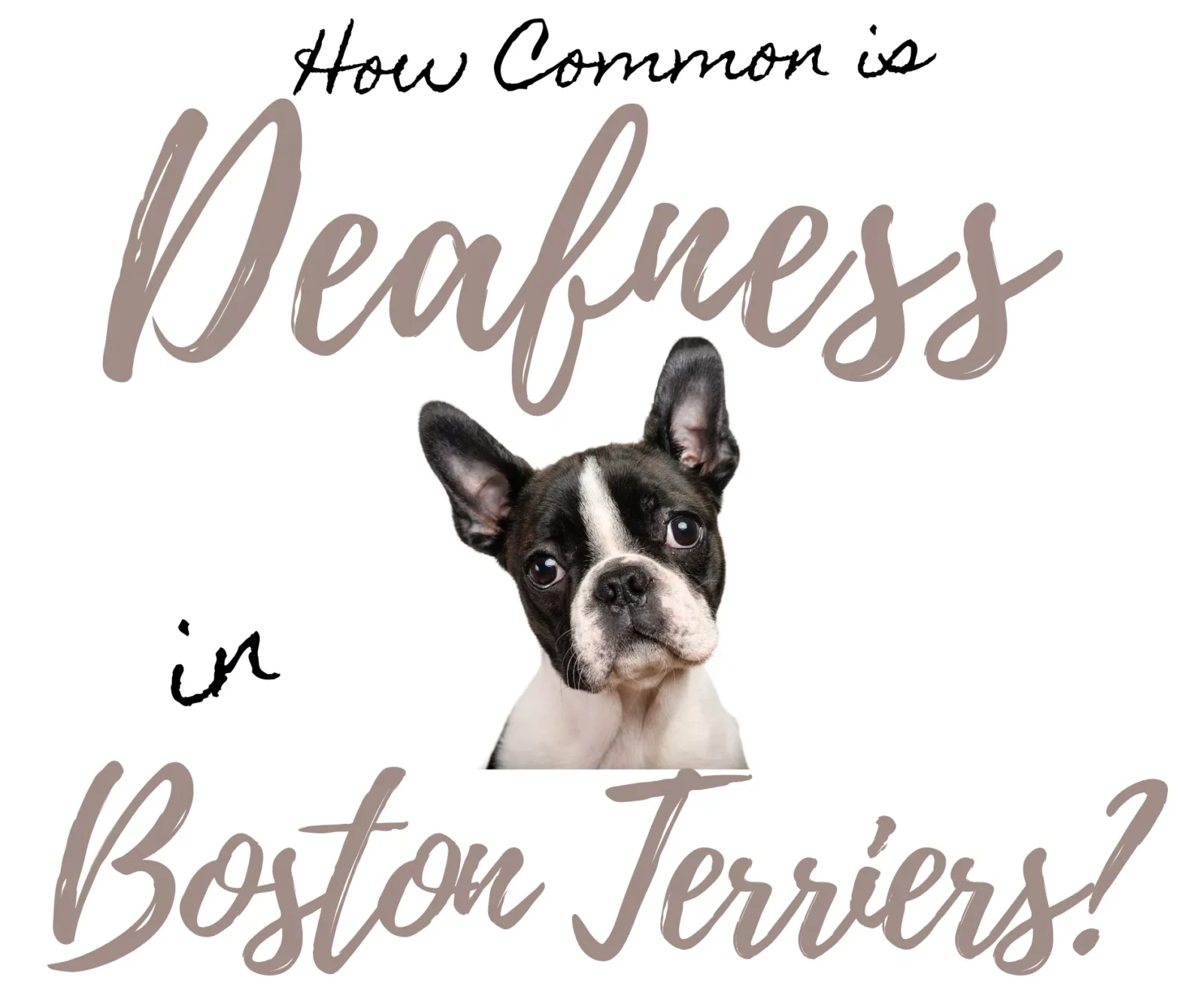 How Common is Deafness and Hearing Loss in Boston Terriers? 10 Essential Questions & Answers