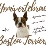 How Common is Deafness and Hearing Loss in Boston Terriers? 10 Essential Questions & Answers