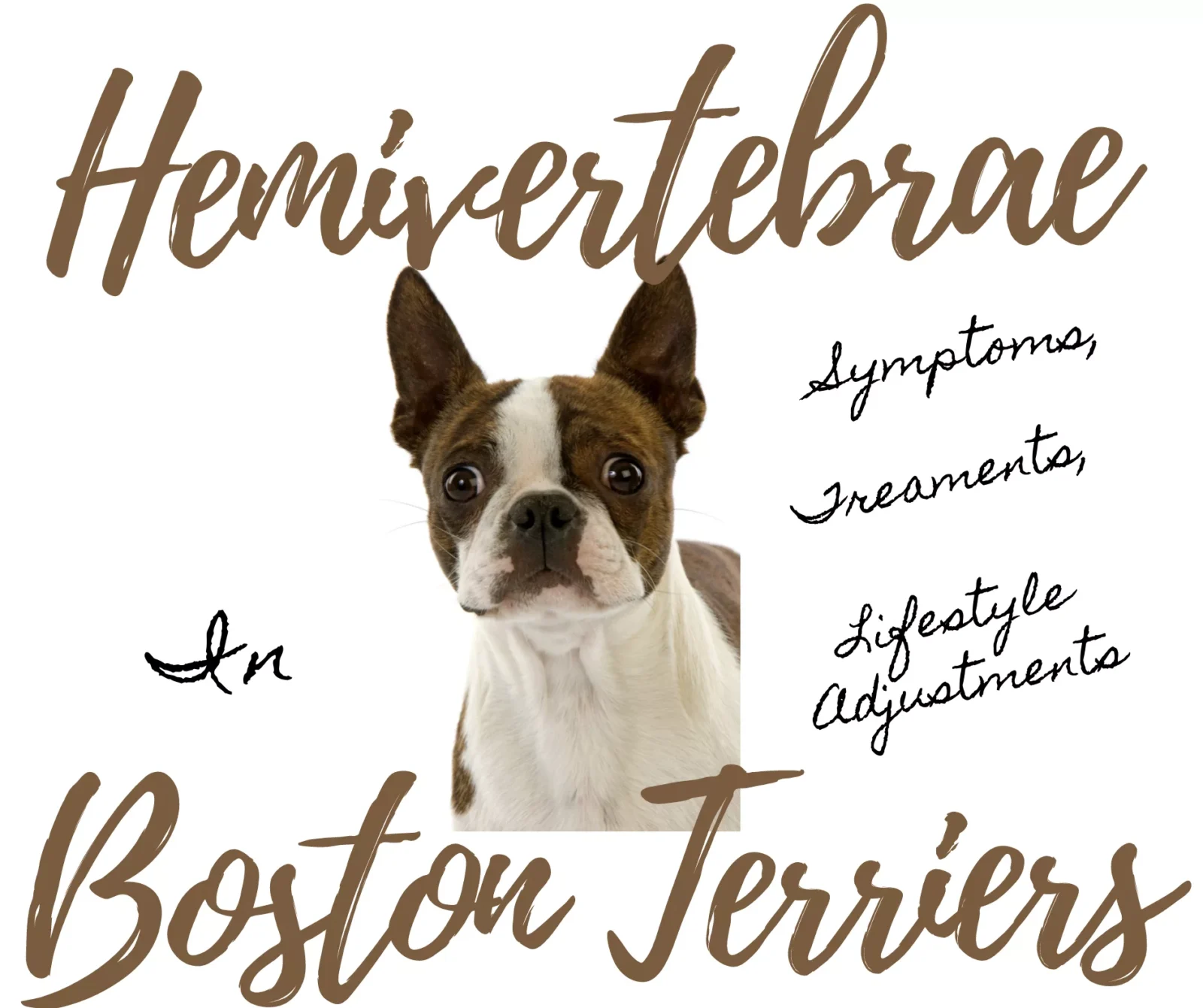 Hemivertebrae in Boston Terriers: Symptoms, Treatment and 12 Lifestyle Adjustments You Should Make for Your Dog