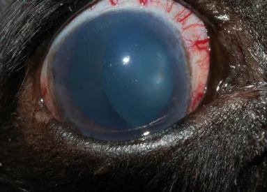 Glaucoma in Boston Terriers