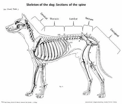 Hemivertebrae In Boston Terriers: Symptoms, Treatment And 12 Lifestyle ...