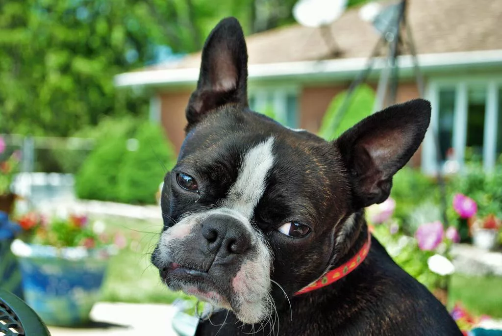 Boston Terrier looking sad