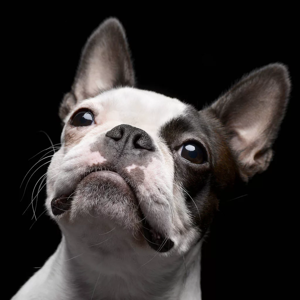 Portrait of an adorable Boston Terrier