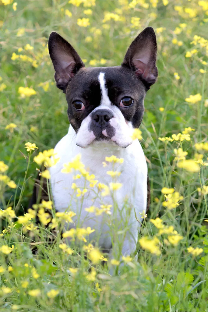 Portrait of a cute Boston Terrier in a blossom countryside