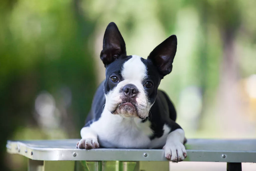 Boston Terrier posing at the park