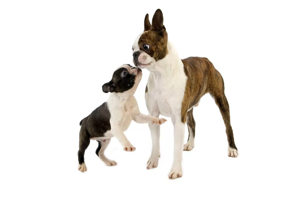 Boston Terrier Dog, Mother and Pup against White Background