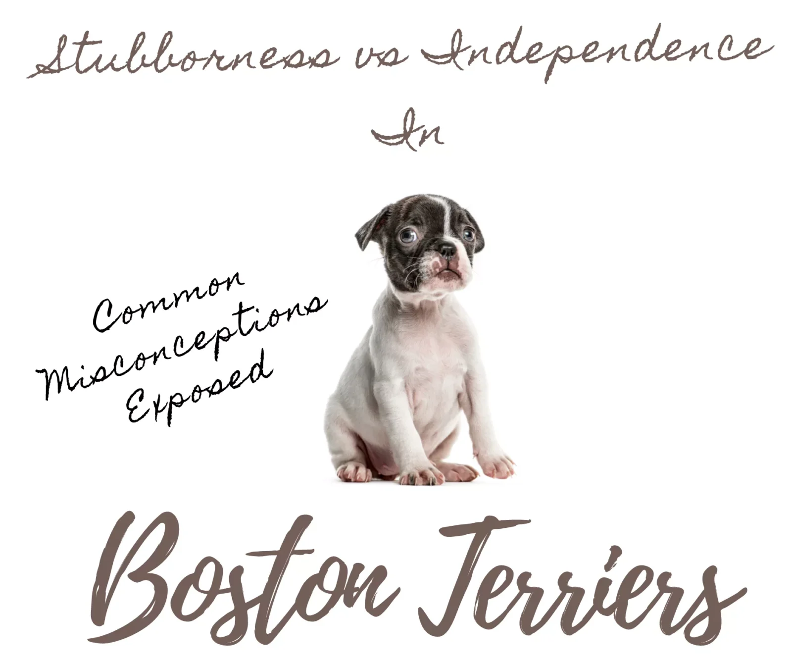 Stubbornness Vs. Independence in Boston Terriers: 3 Common Misconceptions Exposed