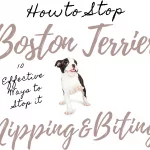 Boston Terrier Diet Needs: From Puppy to Seniors Plus the 4 Essential Super Foods