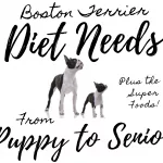 What are Power Foods for Boston Terriers? 10 Super Nutritious Additions and Foods to Avoid