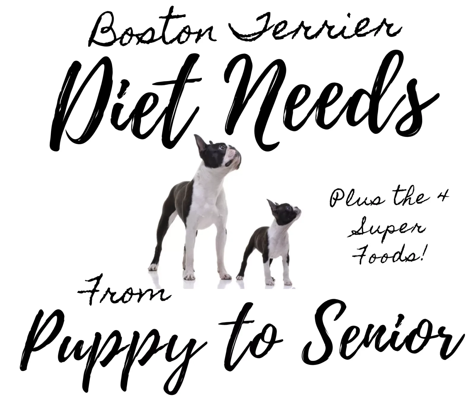 Boston Terrier Diet Needs: From Puppy to Seniors Plus the 4 Essential Super Foods