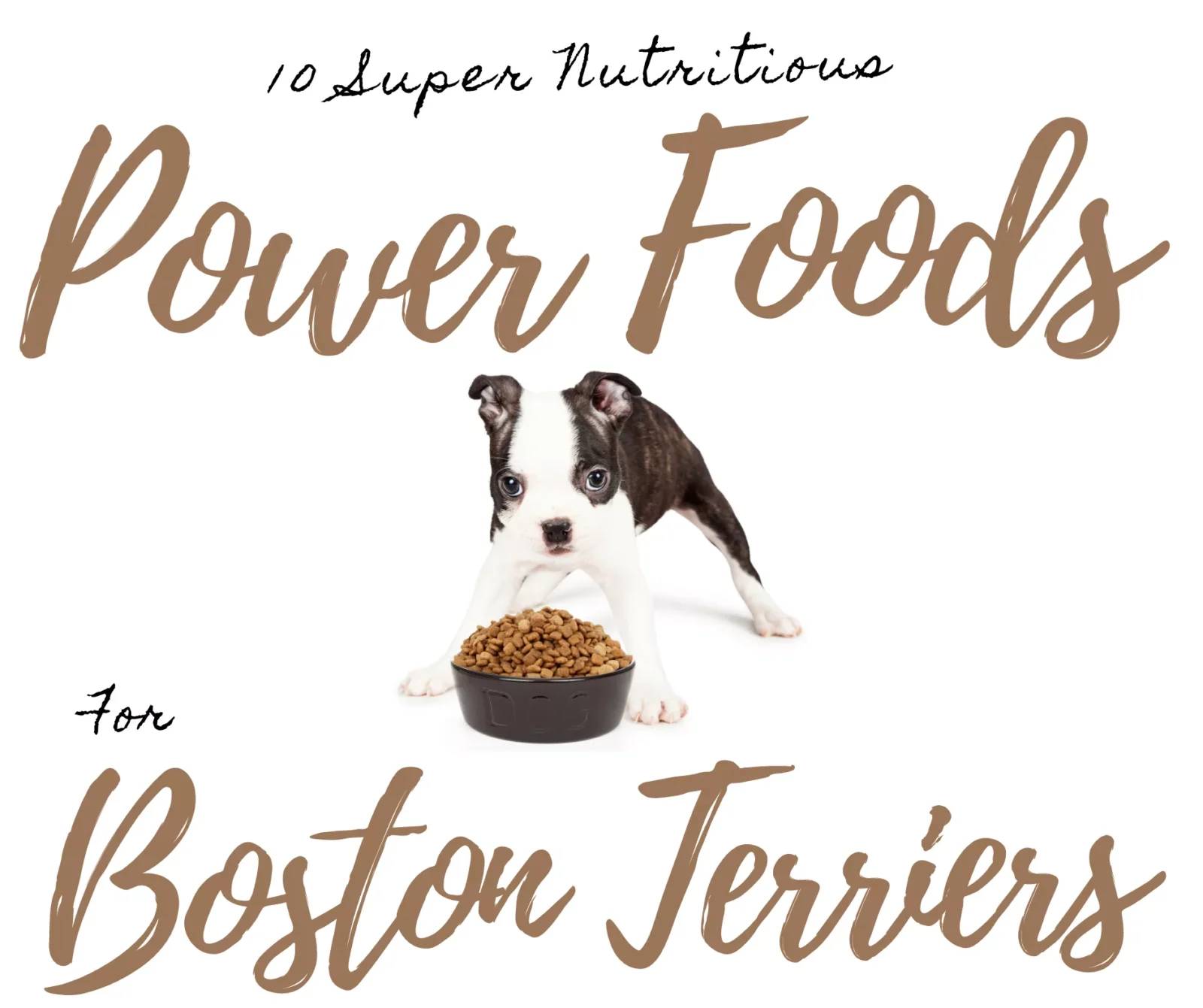 What are Power Foods for Boston Terriers? 10 Super Nutritious Additions and Foods to Avoid