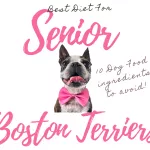 Adult Nutrition 101: Top 5 Most Important Dietary Requirements of Full Grown Boston Terriers