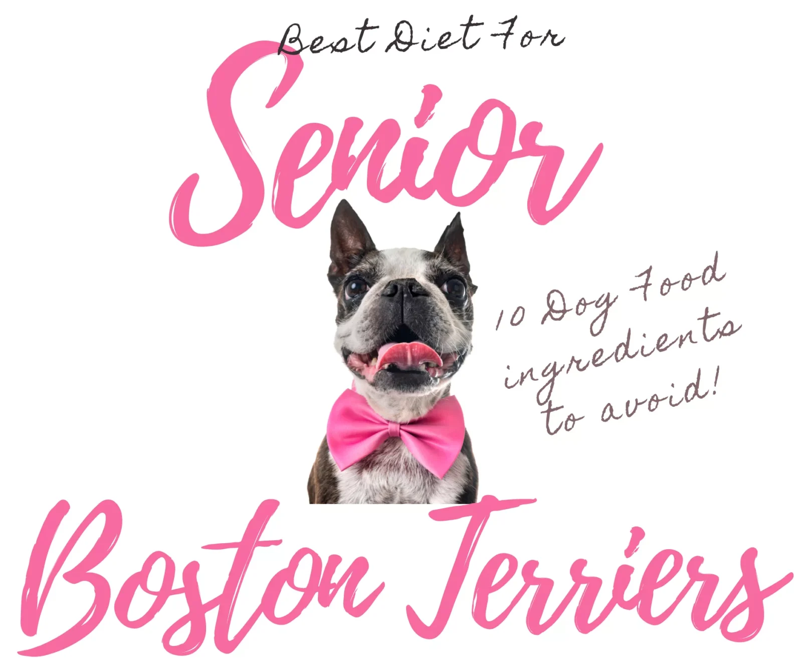 Best Diet for Older Boston Terriers and 10 Dog Food Ingredients to Avoid