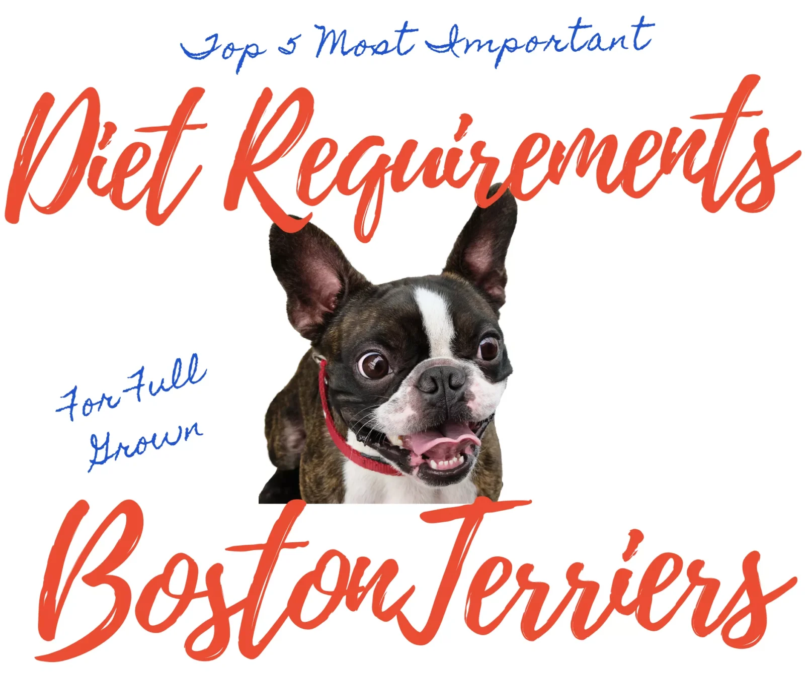 Adult Nutrition 101: Top 5 Most Important Dietary Requirements of Full Grown Boston Terriers