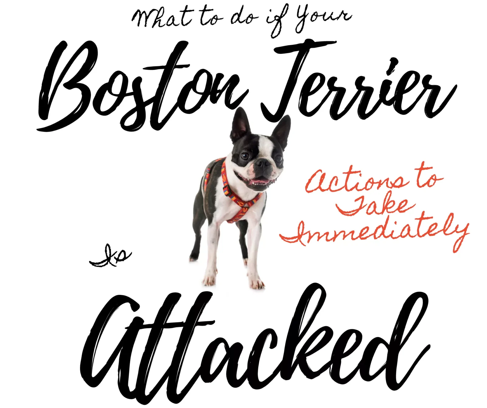 What to Do If Your Boston Terrier is Attacked: 5 Essential Actions to Take Immediately