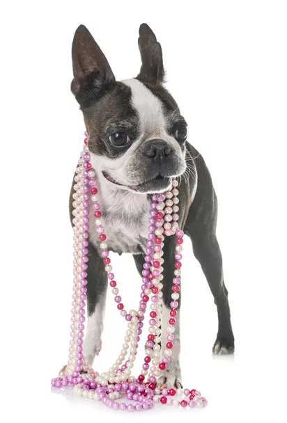 Senior Boston Terrier Wearing Beads