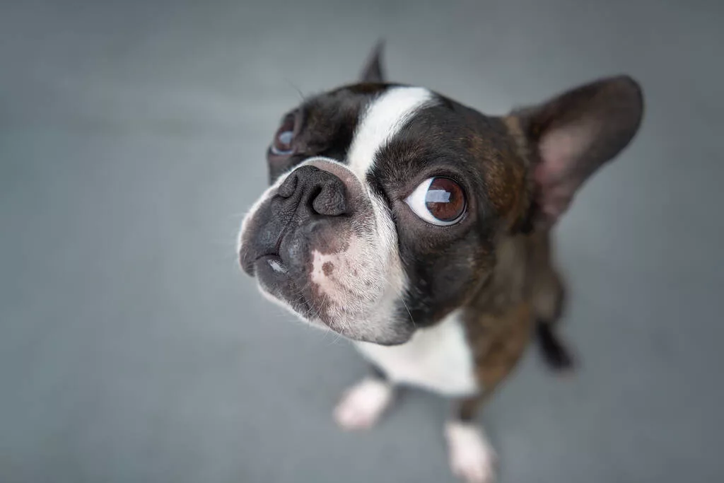 Boston Terrier looking up at camera