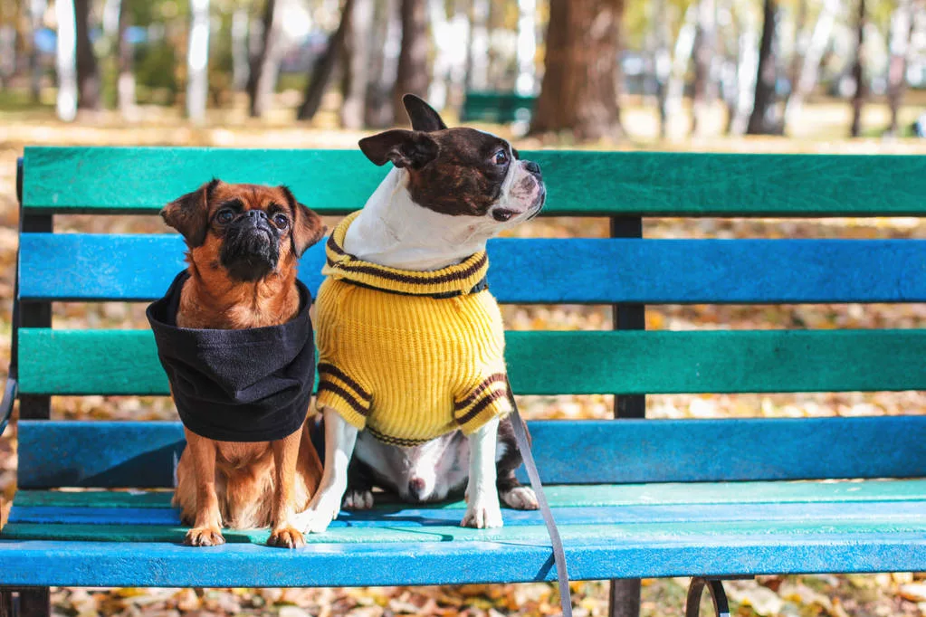 Two dogs, one Boston Terrier on bench