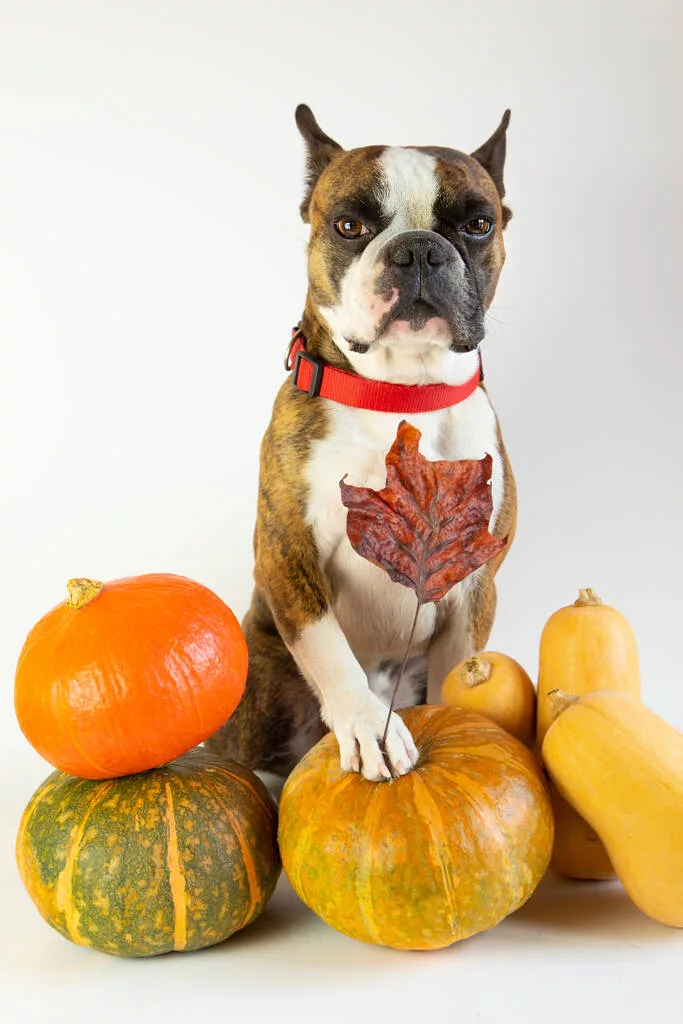 Funny Boston Terrier with pumpkins on white background