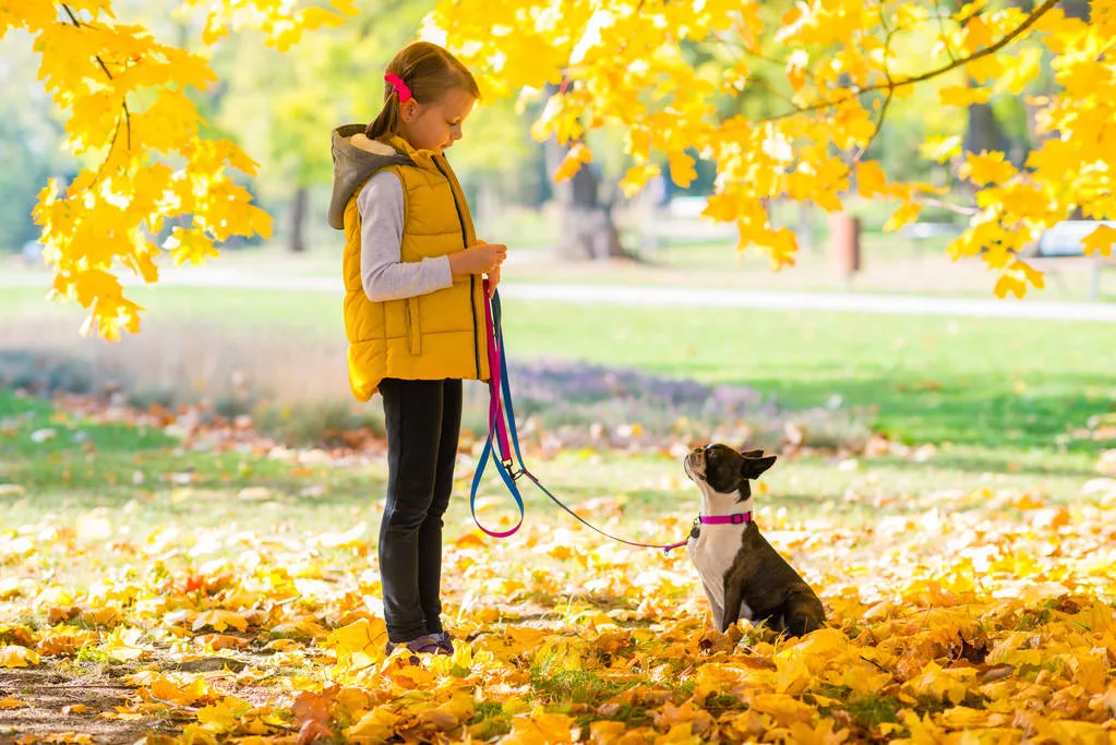 Little girl playing in an autumn park with boston terrier dog