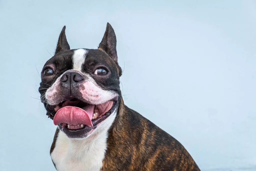 Smiling Boston Terrier